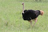 Common Ostrichborder=
